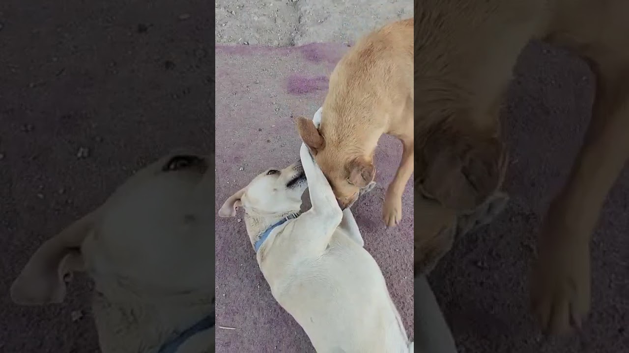 Enlarge Dobby (2), a Adoptable mixed breed in Mexicali, BCN video 5/5
