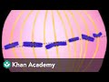 Mitosis Cell Cycle And Cell Division Biology Khan Academy