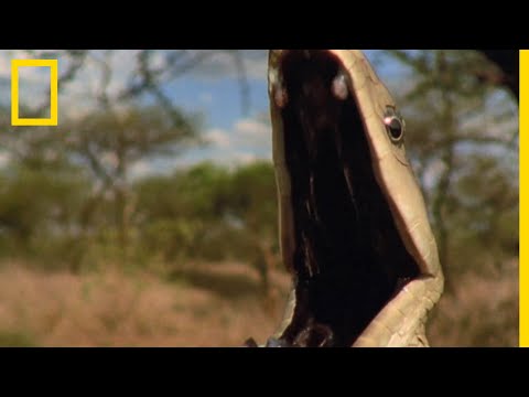 Une mangouste affronte l'un des serpents les plus dangereux au monde
