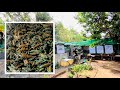 Crayfish Farm in Batangas | Backyard Farm