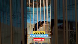 Download lagu Murai batu gaya macul sujud buka paruh materi kasar kasar..‼️ mp3