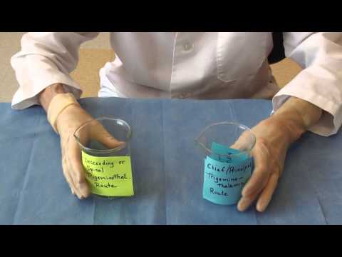 Sensation from the Face: Neuroanatomy Video Lab - Brain Dissections