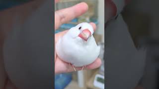 いちご大福？ホイップクリーム？わたあめ？いえ文鳥です🕊️ #文鳥