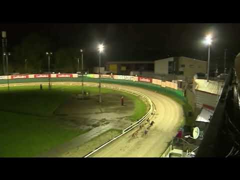 2019 LADBROKES GOLD COLLAR - 3RD SEMI - T3 SLEEPY KEVIN