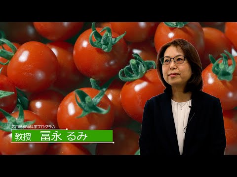 広島大学生物生産学部　教授に聞く　冨永 るみ 教授