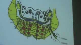 Dr Gehan CNS Pons 27-4-2014