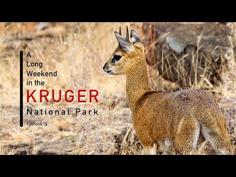 Long Weekend In the Kruger National Park | Ep4: Shimuwini Bushveld Camp