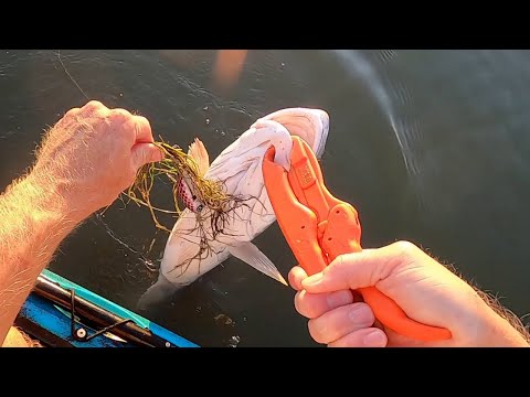 Over Slot Redfish Comes At Me Full Speed After Hook Up!