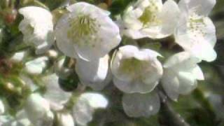 Aria Corrente - Be Hit (edit) Smog cover