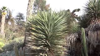 preview picture of video 'San Marino, California - Huntington Botanical Gardens Desert Garden HD (2014)'