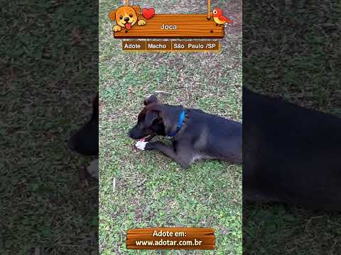 Vídeo de Joca