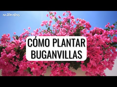 , title : 'CUIDADOS DE LA BUGANVILLA: cómo plantar bouganvillas en el jardín || en20metros'