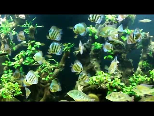 600 Gallon Planted Discus Aquarium