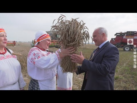 Оршанский и Витебский районы намолотили по 100 тысяч тонн зерна (02.09.2019)