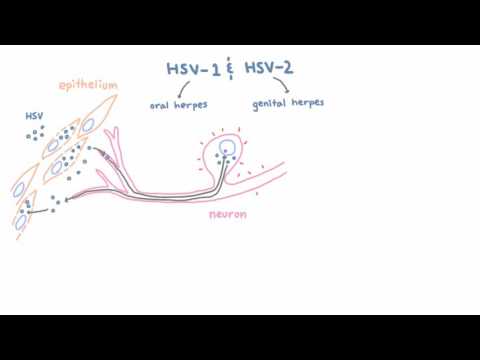 HSV 1 and 2 - Pathogenesis of Oral and Genital Herpes