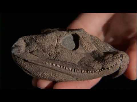 四足動物の進化