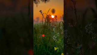 Nature Status in India 🌄🔥 #nature #shorts