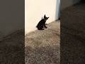 This Is How My Cats Look Like Ghostylooks Felineworld