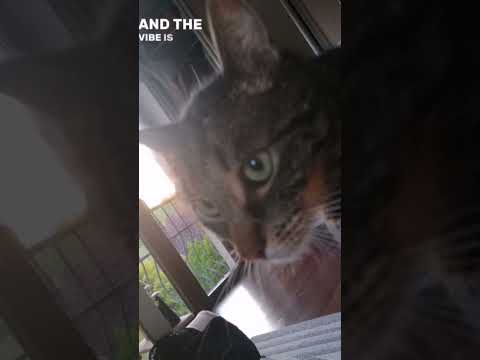 Kto lubi kotki daje like✨💖@sanahmusic