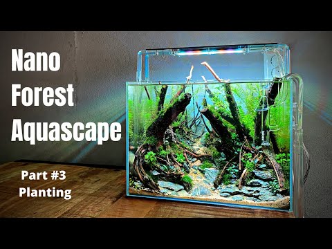 MY MOST DETAILED PLANTED TANK EVER! - FOREST STYLE AQUASCAPE FINALLY PLANTED 😎