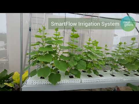 Part 3 Cucumber growing on #SmartFlow irrigation system