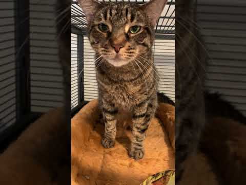 Tiger, an adopted Tabby in Mendham, NJ_image-1