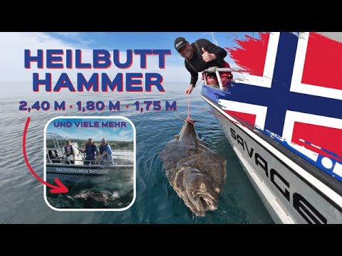 Angeln in Norwegen: Angeln auf Heilbutt, Dorsch, Köhler und Pollack vor  Saltstraumen Brygge