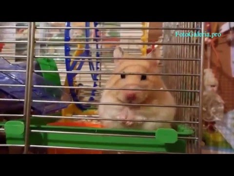 "Znalezione nie kradzione" więc zjem