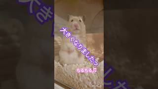 ちるちるはこんなに大きくなりました #ハムスター #キンクマ #癒し #かわいい #pets