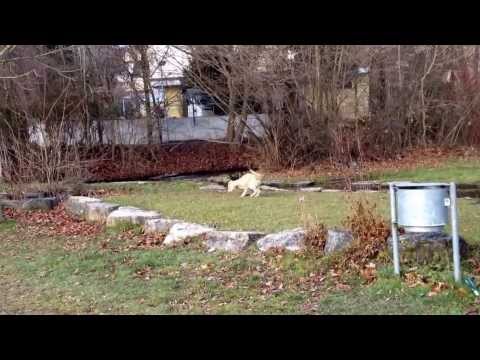 Naima joga com Labrador