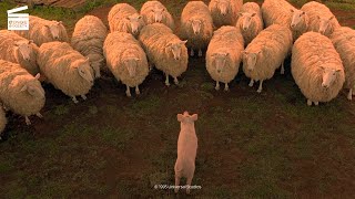 Babe, le cochon devenu berger : Cochon mouton (CLIP HD)