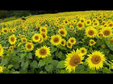 三ノ倉高原ひまわり畑（喜多方市）