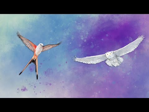🎲🦢 Music for playing Wingspan | Música para jugar a Wingspan