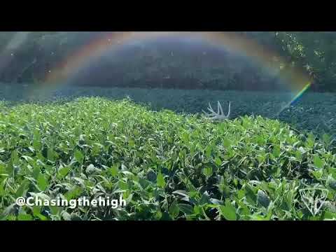 Snuck up on a monster buck with no velvet in August!!!!! | Chasing The High