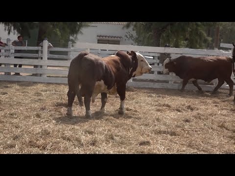 Cabaña "Los Ninos" participó del remate 4x4 en Tostado junto a Ganaderos de Ceres