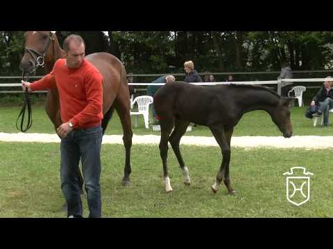 SE006 Hengstfohlen von Sandro Boy   Contendro I   Cassini II