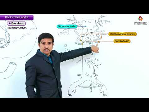 Abdominal Aorta | Gross Anatomy for USMLE Step 1 | Origin, Course & Branches : Dr G Bhanu Prakash