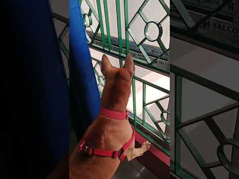 #COCO'S ARCH- ENEMY MONKEY 🐒🐒🐒