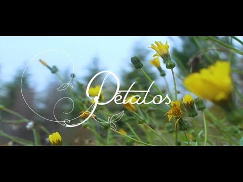 BERTED - PÉTALOS (VIDEOCLIP)