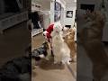 Santa Clause surprises dogs on Christmas 🎅🏻