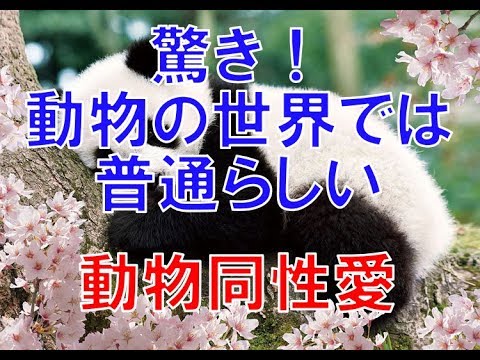 同性愛の動物はいますか? -