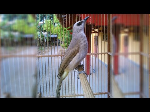 Gacor Novyj Trend Smotret Onlajn Na Sajte Trendovi Ru