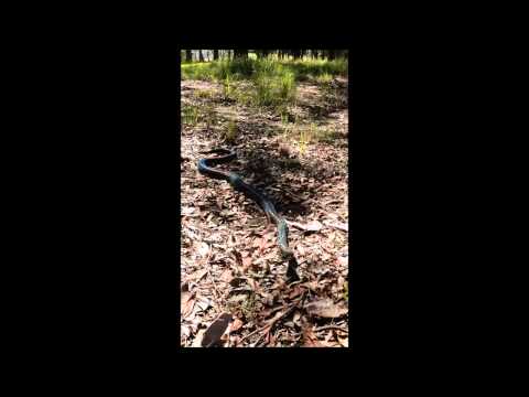Australian Wildlife: Diamond Python (Carpet Snake)