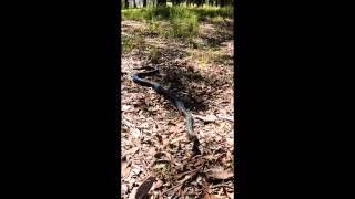 preview picture of video 'Australian Wildlife: Diamond Python (Carpet Snake)'