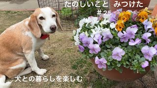 【犬との暮らしのvlog】春が来ました！／クルミパン作り／庭の花のリース／庭で過ごす休日／たのしいこと　みつけた