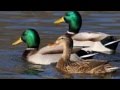 La Danse Des Canards J J Lionel