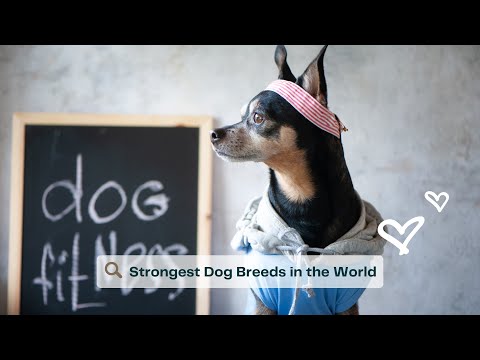Meet the 18 Strongest Dog Breeds in the World 🐶 🐕 🌎