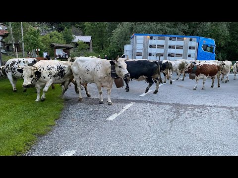 Transumanza Condove da Pratobotrile a Barmanera 02/06/2023