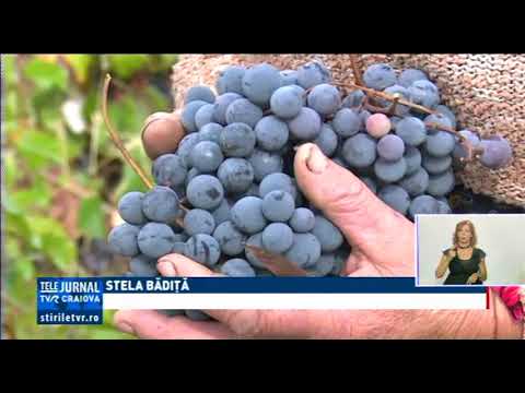 CULESUL VIILOR ÎN TOI