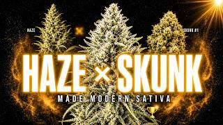 Haze × Skunk: The Cross That Created Modern Sativas